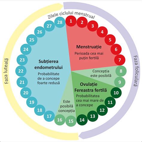 sexul la ovulatie|Saptamana 2 de sarcina (ovulatia si fecundarea) 